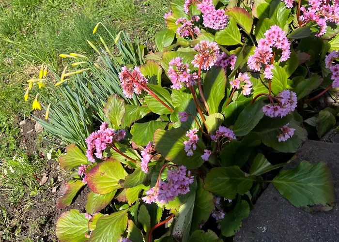 Emi2 Modern Free Parking Near Swiss Border * فالدزهوت-تينغن